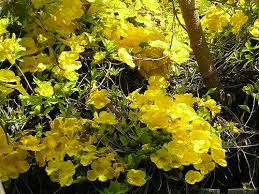 Natural Lyme Disease Treatment Spotlight On Cat S Claw Herbalism Magickal Herbs Natural Cures