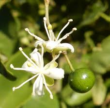 Image result for Capparis fascicularis