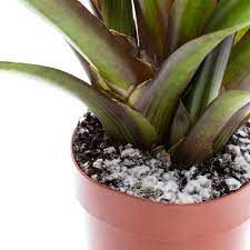 Check spelling or type a new query. Why Is There Mold On My Houseplant Soil And How Do I Fix It Family Handyman