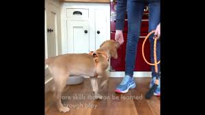 Maybe you would like to learn more about one of these? Female Dog Names Awesome Ideas For Gorgeous Girls