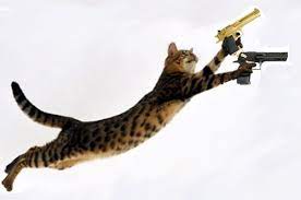 All Wallpapers Funny Cats With Guns Wallpapers Cats Funny Cats Funny Cat Compilation