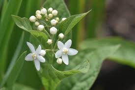 Image result for Cynanchum orangeanum