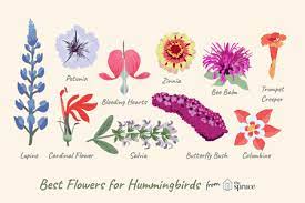 White roses, gardenias, hydrangeas, and lilacs are also. 10 Best Flowers For Attracting Hummingbirds