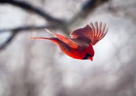 Thursday evening for aggravated assault, robbery, and various breaches of conditions. Flying Bird Cardinal Bird Photography Christmas Card Etsy