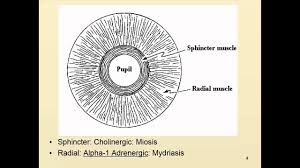 Image result for Mydriatic