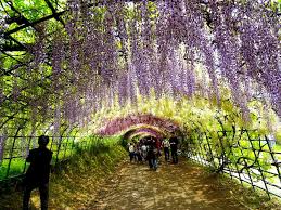 The 25 Things You Absolutely Must Do In Japan 2020 Viahero Famous Gardens Wisteria Tunnel Japan Beautiful Gardens