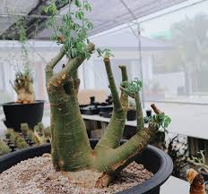 Image result for Adenia fruticosa