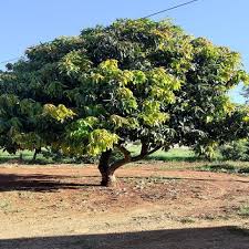 Image result for Dombeya torrida