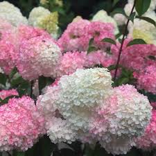 Image result for hydrangea paniculata vanille fraise