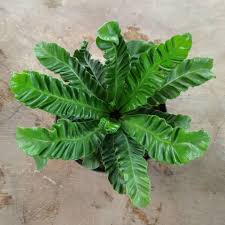 Bekerja di bidang pertamanan melayani berbagai jenis jasa pertamanan untuk tanaman hias dan rumput dengan harga. Jual Tanaman Hias Kadaka Lasagna Tanaman Hias Indoor Tanaman Indoor Shopee Indonesia