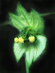 Image result for Dalechampia