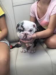 Our goal is to breed a.k.c puppies that are healthy, have excellent conformation, and the amazing personality this breed possesses. English Bulldog Puppies For Sale Sunny Isles Beach Fl 299620