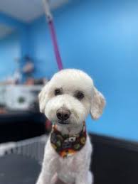 Fabulous Fur, 711 W 17th St, Bloomington, IN 47404, US