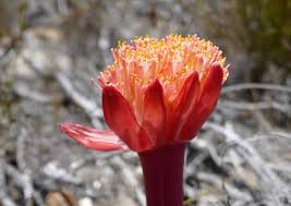 Do you know anyone who made a celebrities are also sometimes made april fools. Plantfiles Pictures Haemanthus Species April Fool Blood Lily Paintbrush Haemanthus Sanguineus By Kell