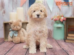They are the inspiration for the famous teddy. Teddy Bear Puppies Breeder In Florida The Y Guide