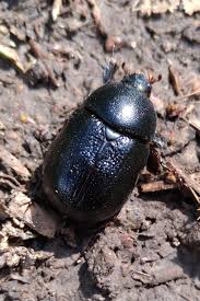 Image result for Pentodon