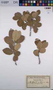 Image result for Thesium wilczekianum