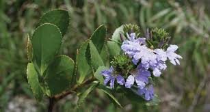 Image result for Goodeniaceae