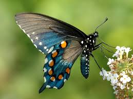 The latest data from 2014 gives a total of slightly less than 2,175,000 miles (3,500,000 km) of pipeline in 120 countries of the world. Pipevine Swallowtail Wisconsinbutterflies Org