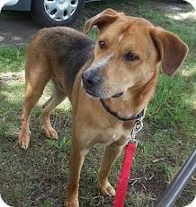 Pin On Red Tick Coonhound
