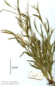 Image result for Hackelochloa granularis