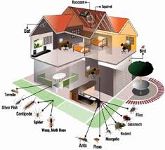 No.164, ground floor, channasandra main road, whitefield, opp mvj college of engg, bengaluru, karnataka 560067 bangalore, india 560067. House Hold Pest Control Services Household Pest Control Acuity Pest Control Bengaluru Id 13425663030