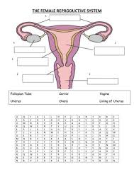 Diagram of a human respitory system in vector. Female Reproductive System Teaching Resources