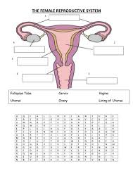 (i) the human female reproductive system which produces eggs is ovary. Female Reproductive System Teaching Resources