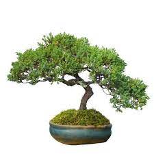 Bonsai Tree Kablewala Bangladesh