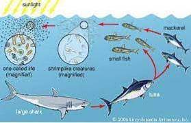 Differbetween What Eats Shrimp