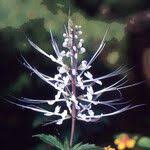 Image result for Orthosiphon thymiflorus