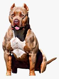 We have analyzed everything you need to the blue nose pitbulls are friendly especially when they go through behavioral training. Pitbull Pitbull Pit Pitbulllove Pitbullterrier Pitbull Blue Line Xxl Hd Png Download Kindpng