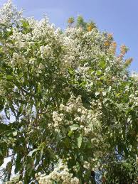 Image result for Eucalyptus torelliana