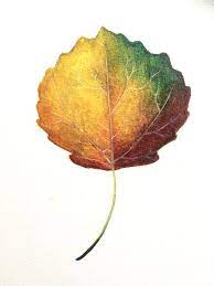Aspen Leaf Aspen Leaf Leaves Plant Leaves