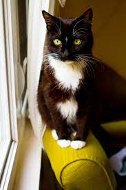 See full list on petmd.com Pet Cancer Awareness Nelly S Story With Liver Cancer Healthyhappylife Com