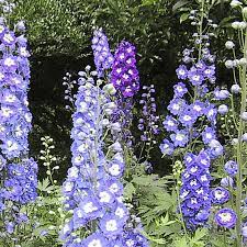 Rocket Larkspur Seeds Delphinium Ajacis Everwilde Farms