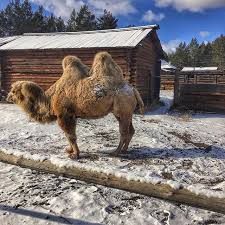 Doğu pensilvanya'da kırmızı pa 309 ile büyük otoyollar. Snowcamel Instagram Posts Photos And Videos Picuki Com