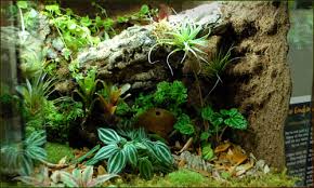 Image result for Terrarium Cling Background