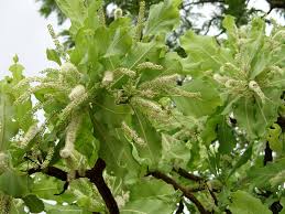 Image result for Terminalia mollis