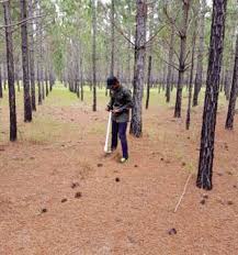 Image result for Psydrax locuples