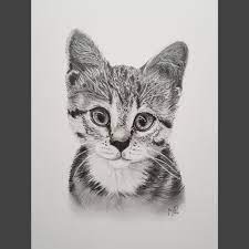 Find & download free graphic resources for baby cat. Drawing Of A Cute Baby Cat I Finished Today Aww