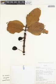 Image result for Hippocratea volkensii