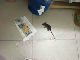 Maybe you would like to learn more about one of these? Viral Cara Bunuh Tikus Paling Terbaik Jom Hapuskan Tikus Facebook