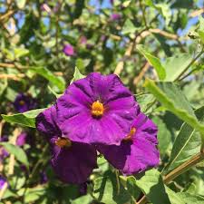 Image result for Lycianthes rantonnetii