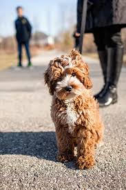 Cavapoo is a cross between the cavalier king charles spaniel and the poodle. Cavapoo Size And Weight