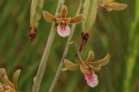 Image result for Eulophia ovalis