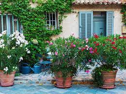 In seiner mediterranen heimat wächst er in der prallen sonne in trockenem, kiesigem boden. Oleander Pflegen Mit Diesen Profi Tipps Machen Sie Es Richtig Wohnnet At