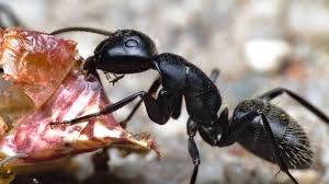 This is the after effect of a dead carpenter ant colony. Camponotus Vagus Antwiki