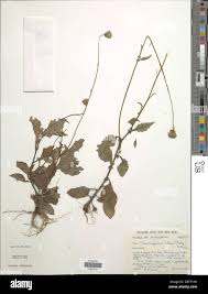 Image result for Crassocephalum rubens