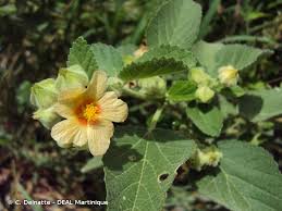 Image result for Sida veronicifolia